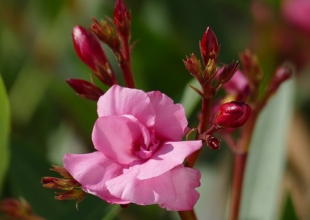 Comment protéger un laurier-rose du gel et du froid pendant l'hiver ?