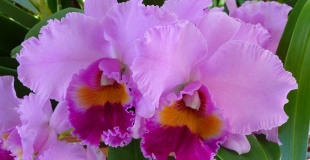 Une orchidée délicate (Cattleya) aux fleurs décoratives et étonnantes