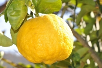 Yuzu (Citrus junos), le citronnier du Japon 