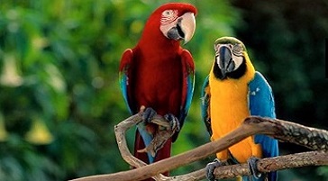 Image of a pair of colorful parrots sitting on a tree branch in Italy.