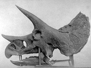 Specimen YPM 1822, holotype of Triceratops prorsus. "The dinosaurs of North America." Sixteenth Annual Report of the United States Geological Survey, pp. 133-244.