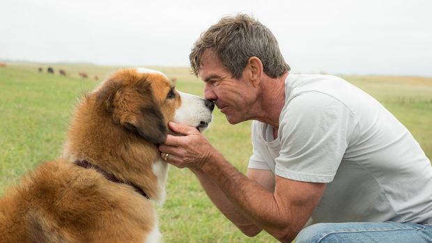 Dennis Quaid in A Dog's Purpose.