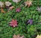 Contemplative: Maple leaves on moss at Tofuku Temple. 