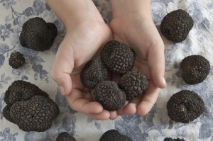 Black gold: they're not pretty, but truffles are one of the most sought-after delicacies.