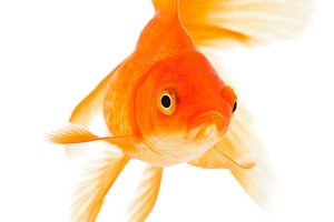 The average attention span has dropped from 12 seconds to eight seconds, one second less than a goldfish, which can ...