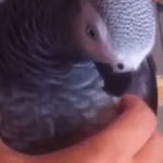 A Funny African Grey Parrot Emits a Squeaky Toy Noise Whenever She's Gently Squeezed