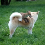 A Quick Brown Fox Literally Jumps Over a Lazy Dog