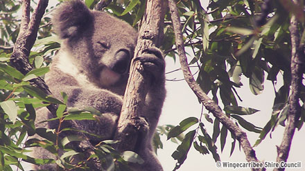 Koala Eating