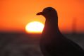 Sea gull on a hot night.