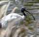 Ibis are a common sight around South Bank and the Brisbane CBD. 