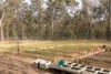 a cannabis crop near Gympie