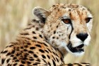 A cheetah observes the plains in Masai Mara game reserve in this file photo from July 24, 2008.  Scientists doing energy ...
