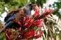 A boring two-tone tui has been annoying city dwellers.