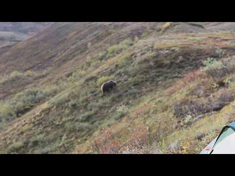 Grizzly Bear ALARM Backcountry Denali National Park