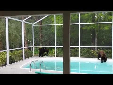 3 black bear cubs react to motion activated alarm.