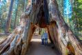 Hikers pose in the Pioneer's Cabin Tree, a giant sequoia that had a tunnel carved into it in the 1880s.