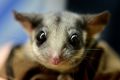 The plight of the Leadbeater's possum has been a political issue in Victoria.