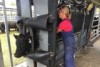 UQ researcher Megan Sullivan preparing feedlot cattle for a heat stress trial