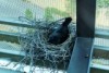 Crow on manmade structure at Newstead in Brisbane