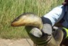 The short-finned eel discovered in the Onkaparinga River has not been sighted in the region since 20