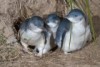 Little penguins next to a burrow on Bruny Island