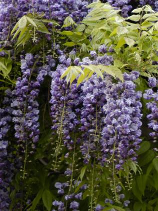 Japanese wisteria needs summer pruning. For Peter Cundall gardening column for Hobart mercury