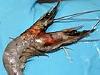 Mystery of the mutant, two-headed prawn