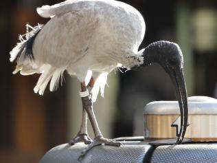 Ibis bird perched on top of a rubbish bin at Darling Harbour in Sydney.