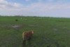 Drone mustering tested by Queensland farmers