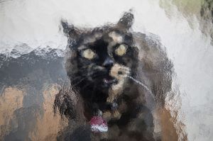 A cat stands behind a structured glass door as it wants to get entrance in Frankfurt, central Germany, 