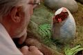 Richard Attenborough watches as a dinosaur hatches in <i>Jurassic Park</i>. 
