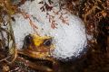 The first female Baw Baw frog found in the wild - surrounded by eggs at Melbourne Zoo. 