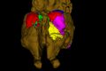 Images showing reconstructed cortical maps of the preserved brains of Tasmanian tigers (top) and Tasmanian devils.