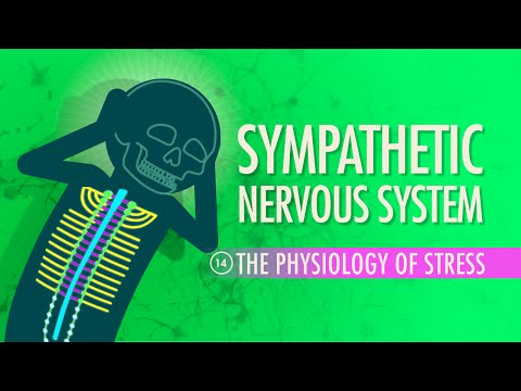 Sympathetic Nervous System: Crash Course A&P #14