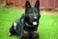 Police dog Slam tracked down a 10-year-old boy near a Welshpool building site on Friday night. The boy and a man have ...