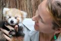 The red panda cub with her keeper, Tamara Gillies.