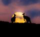Sean Blocksidge's Sunset Kangaroos snap took out first prize in a national photography competition.