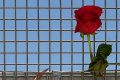 A rose on the fencing of the bridge at Granville.