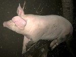 A large female swine pig