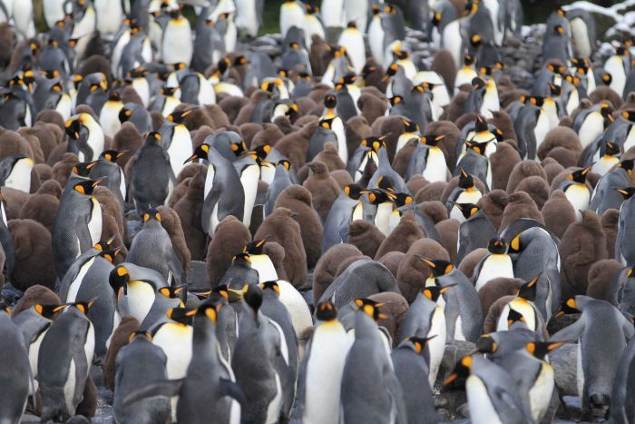 King penguins and their chicks