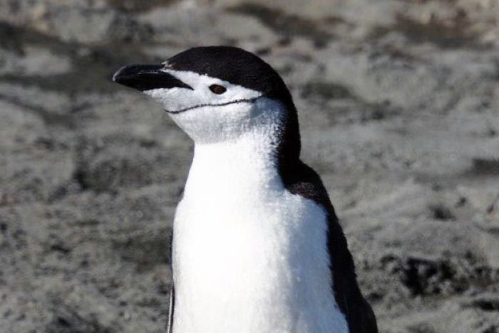 A chinstrap penguin on Macquarie Island.