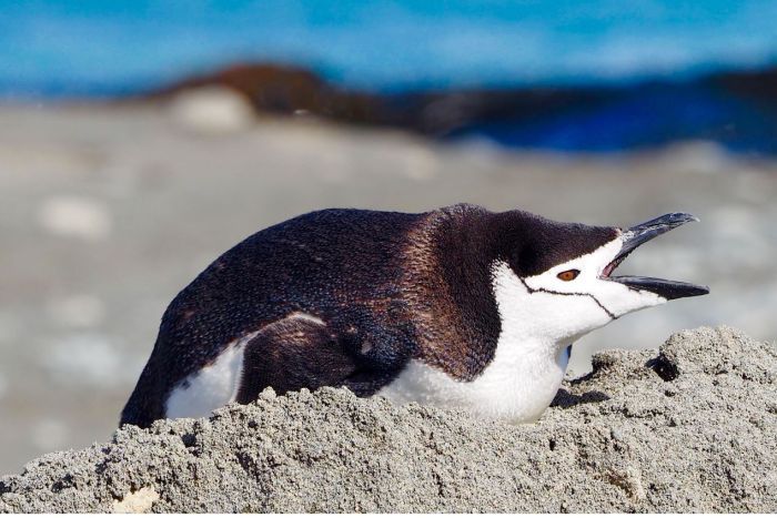 Chinstrap penguin squawking Macquarie Island January 2017 