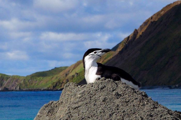 Chinstrap penguin surveying his surroundings from a dirt pile 