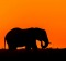 A bull elephant feeds at sunset.