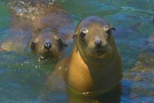 Sea lion pups focus of study into population survival (ABC Great Southern)