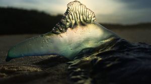 A bluebottle at Currarong Beach on the NSW South Coast.