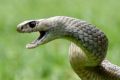 The 18-year-old was in a Kambah paddock when she was bitten by a brown snake.