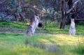 Kangaroos at the Pinnacle nature reserve in Canberra.