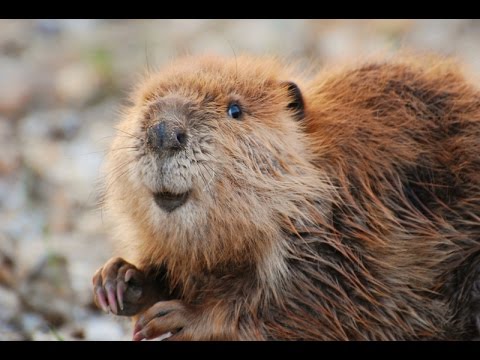 Leave It To Beavers (Full Documentary)