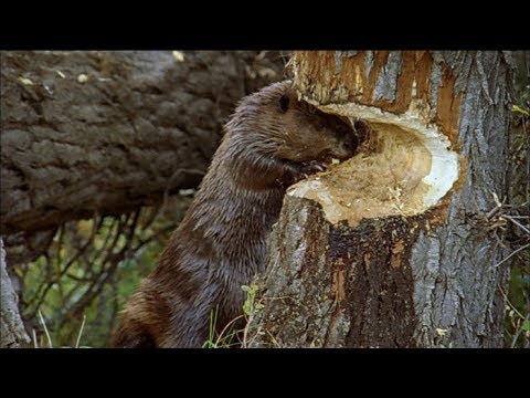 How Beavers Build Dams | Leave it to Beavers | PBS